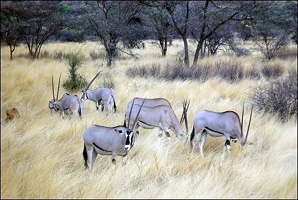 Kenya - Oryxes