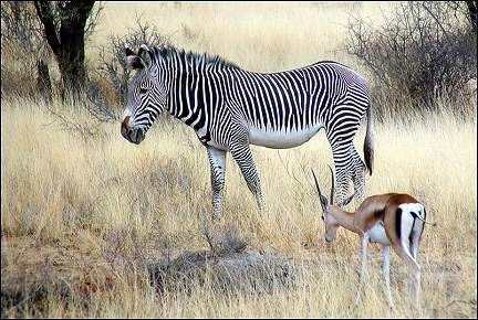 Kenya - Gazelle and zebra