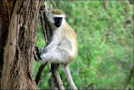 Kenya - Little monkey