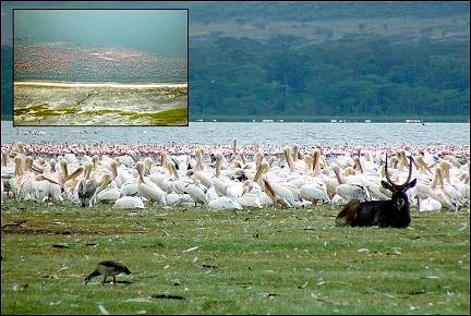 Kenya - Lake Nakuru