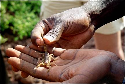 Kenya - White scorpion