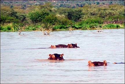 Kenya - Hippoes