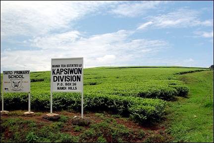Kenya - Coffee plantation