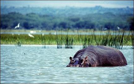 Kenya - Lake Naivasha, hippo