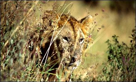 Kenya - Masai Mara National Park, lion in bushes