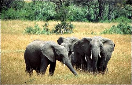 Kenya - Masai Mara National Park, elephants on the savannah