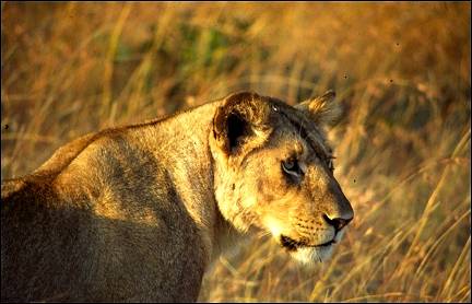 Kenya - Masai Mara National Park, lioness in warm lighting