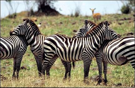 Kenya - Masai Mara National Park, zebras