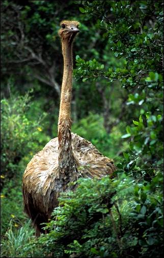 Kenya - Shimba Hills Reserve, ostrich