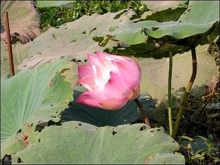 bicycle vacation Cambodia - Pink Lotus flower