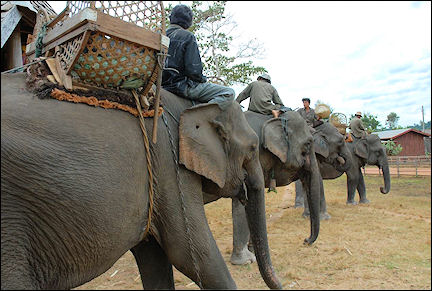 Laos - Elephants, ready for a ride to Phu Asa mountain
