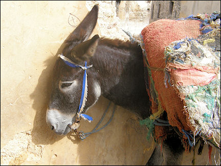 Morocco, Fès - Donkey