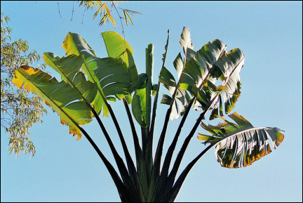 Madagascar - Traveler's palm