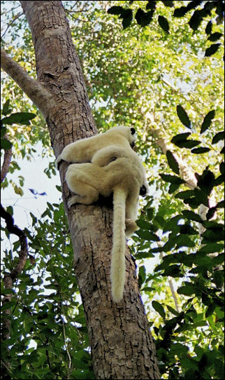 Madagascar - Lemur at Tsingy