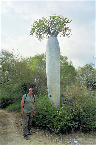 Madagascar - Boabab in a park in Tulear