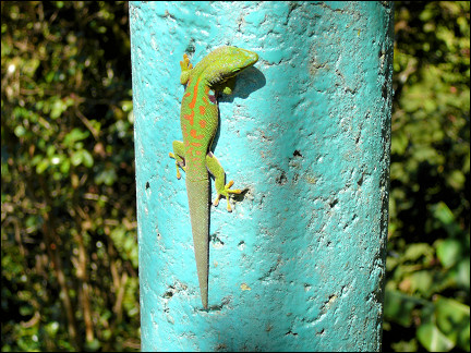 Madagascar - Gecko