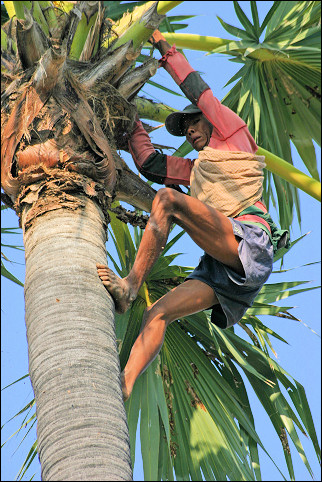 Myanmar, Kyaukse-Mandalay - Cutting the palmtree leaves