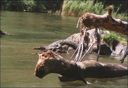 Mexico - crocodile, Cañón del Sumidero
