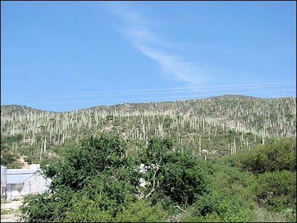Mexico - Tall cactus-pincushion-hills