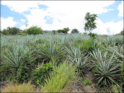 Mexico - Agave plantations