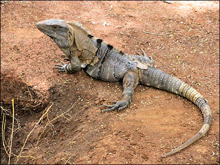 Mexico - Iguana at Chitchen Itza