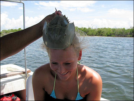 Mexico - Horseshoe crab head massage