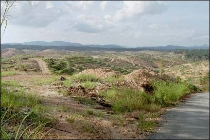 Malaysia - Deforestation around Tasek Chini