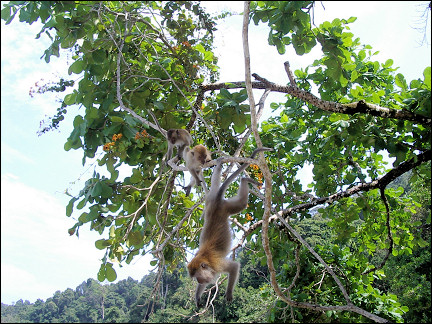 Malaysia, Penang - Monkey swing between treetops