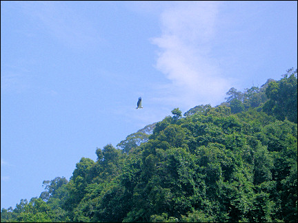Malaysia, Penang - Sea Eagle