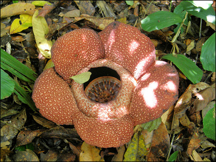 Malaysia, Borneo, Sabah - Rafflesia