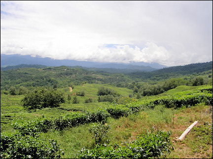 Malaysia, Borneo, Sabah - Surroundings tea plantation Sabah Tea Garden