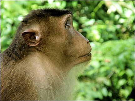 Malaysia, Borneo, Sabah - Macaque in the rehabilitation center