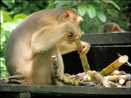 Malaysia, Borneo, Sabah - Macaque eats sugarcane in the rehabilitation center