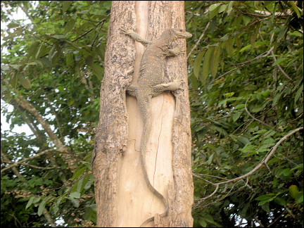 Malaysia, Borneo, Sabah - A huge lizard holds on to a tree