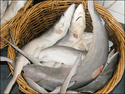 Malaysia, Borneo, Sabah - Sharks on the Sandakan fishmarket