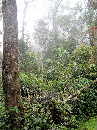 Malaysia, Borneo, Sabah - Rainforest near Mesilau