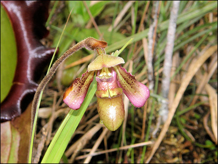 Malaysia, Borneo, Sabah - Orchid in the rainforest near Mesilau