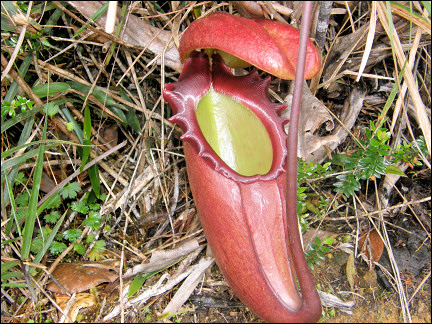 Malaysia, Borneo, Sabah - Carnivore pitcherplant in the rainforest near Mesilau