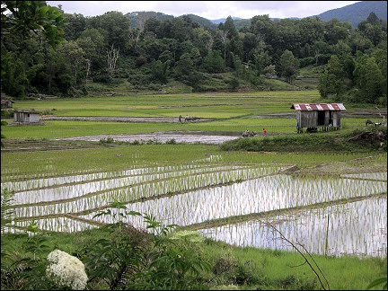 Malaysia, Borneo, Sabah - Ricefields on the way to Tenom