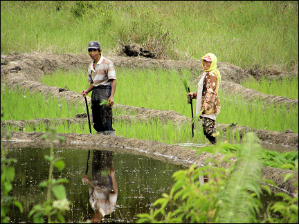 Malaysia, Borneo, Sabah - People at work in a ricefield on the road to Tenom