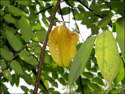 Malaysia, Borneo, Sabah - Starfruit (carambola)