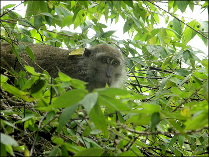 Macaque in the foliage on Pulau Tiga