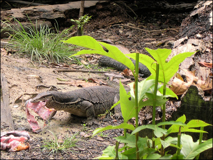 Malaysia, Borneo, Sabah - Huge lizard eats lump of raw meat