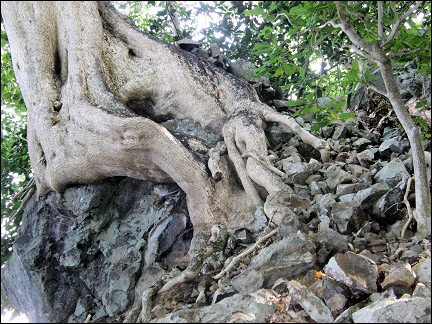 Malaysia, Borneo, Sabah - Bizarrely shaped tree roots on Pulau Ular