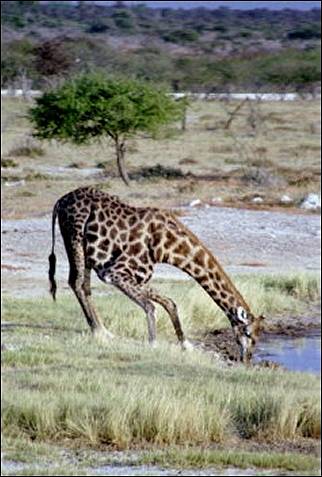 Namibia - Drinking giraffe