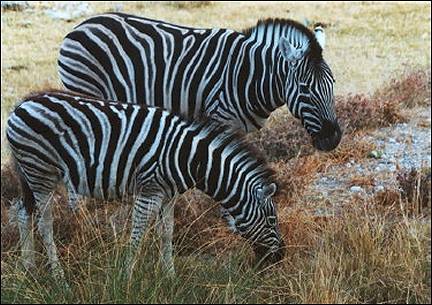 Namibia - Zebras