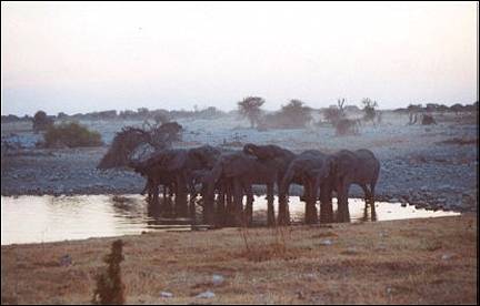 Namibia - Elephant herd