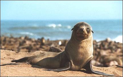 Namibia - Seal, Cape Cross