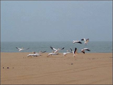 Namibia - Pelicans