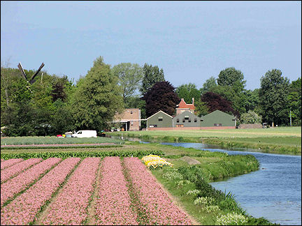Netherlands, Amsterdam - Tulip fields near the Keukenhof